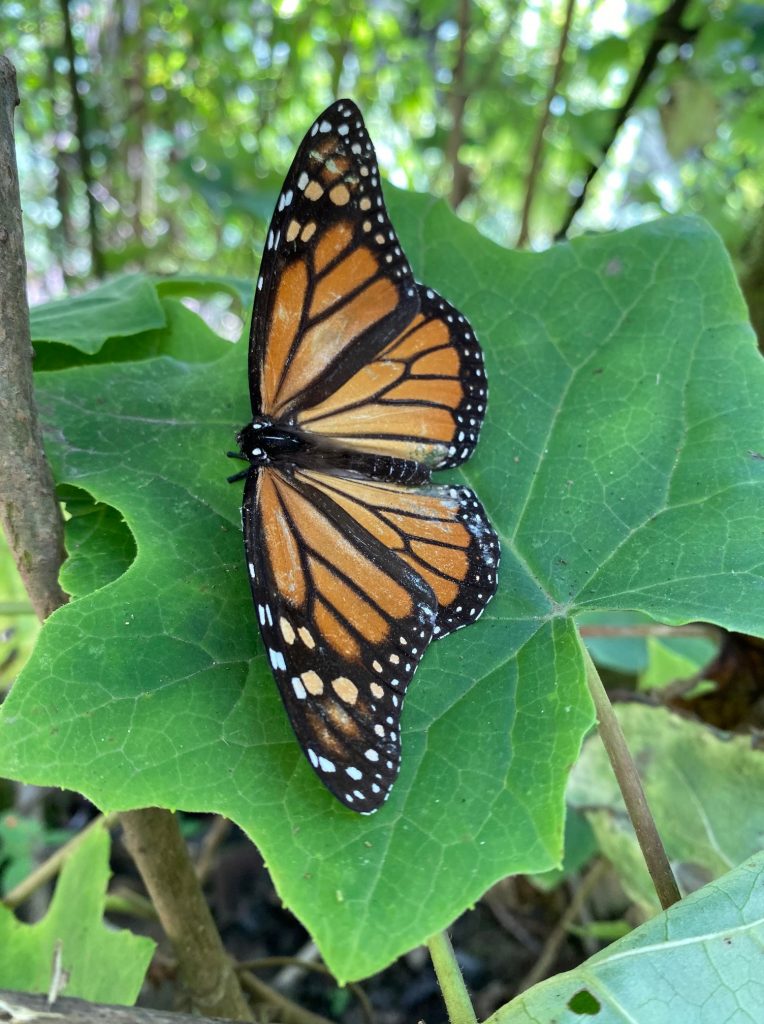 Ein Monarchfalter auf einem Ahornblatt.