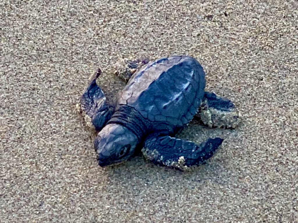 Babyschildkröte am Strand-