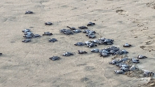 Baby-Schildkröten am Strand. In deinem nächsten Mexiko Urlaub kannst du helfen, dass diese sicher ins Meer finden.