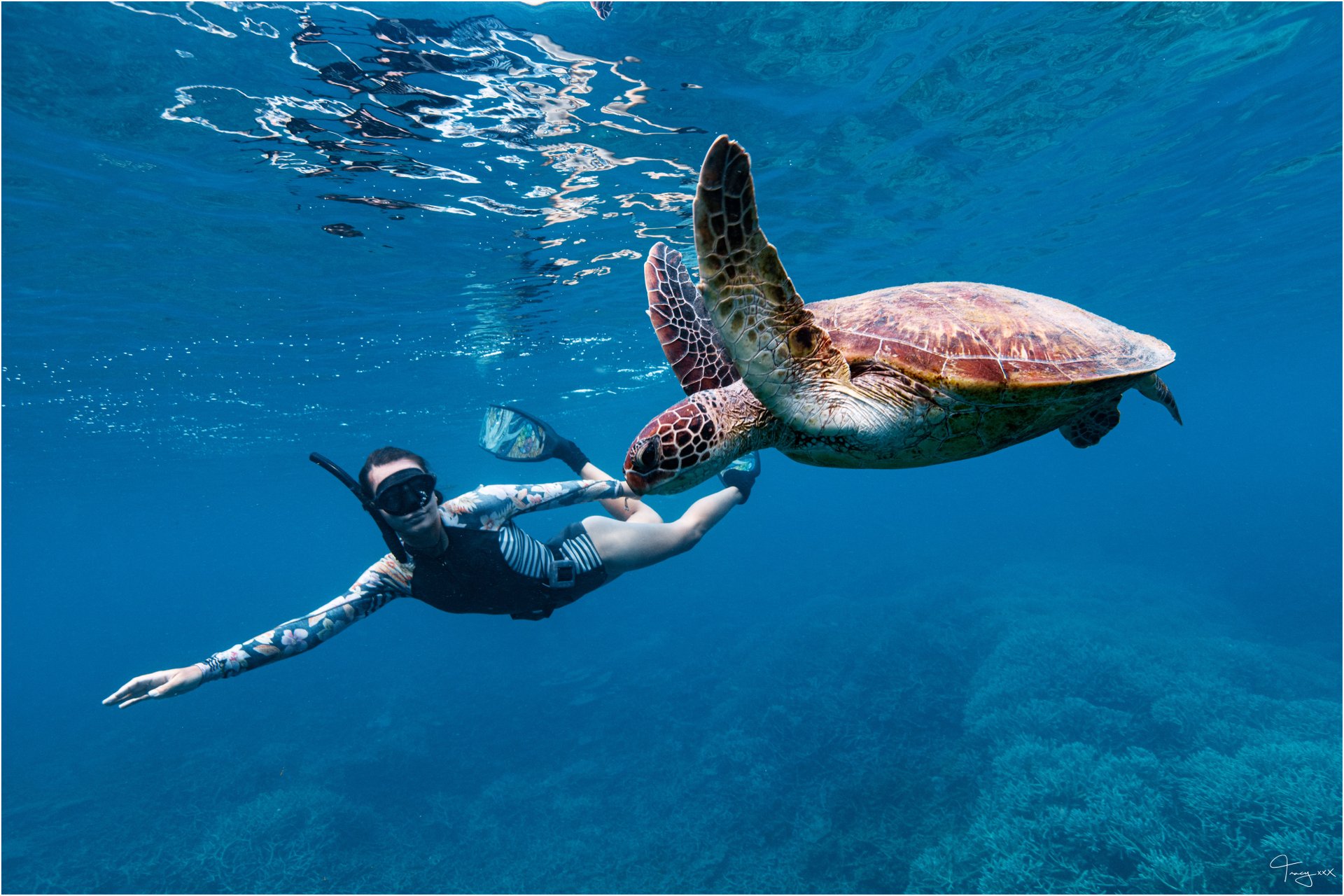 Diver with turtle in Bundaberg, Australien